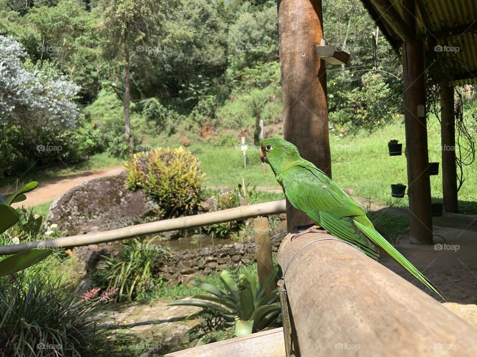 Green parrot in the garden 