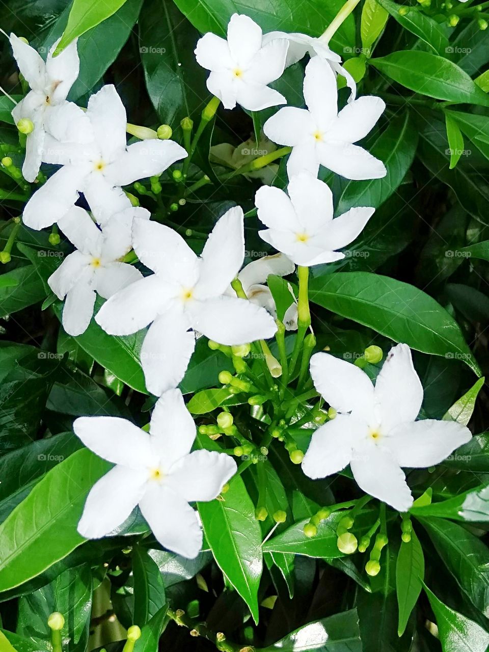 Jasmine white flower with buds vibrant green leaves close-up photo.