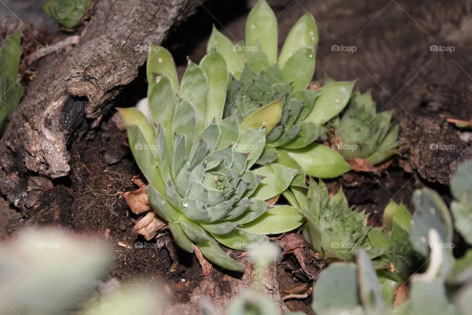 Cactus