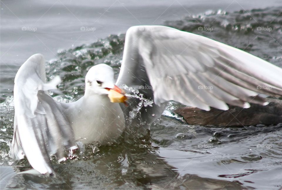 Close-up of seagull in water