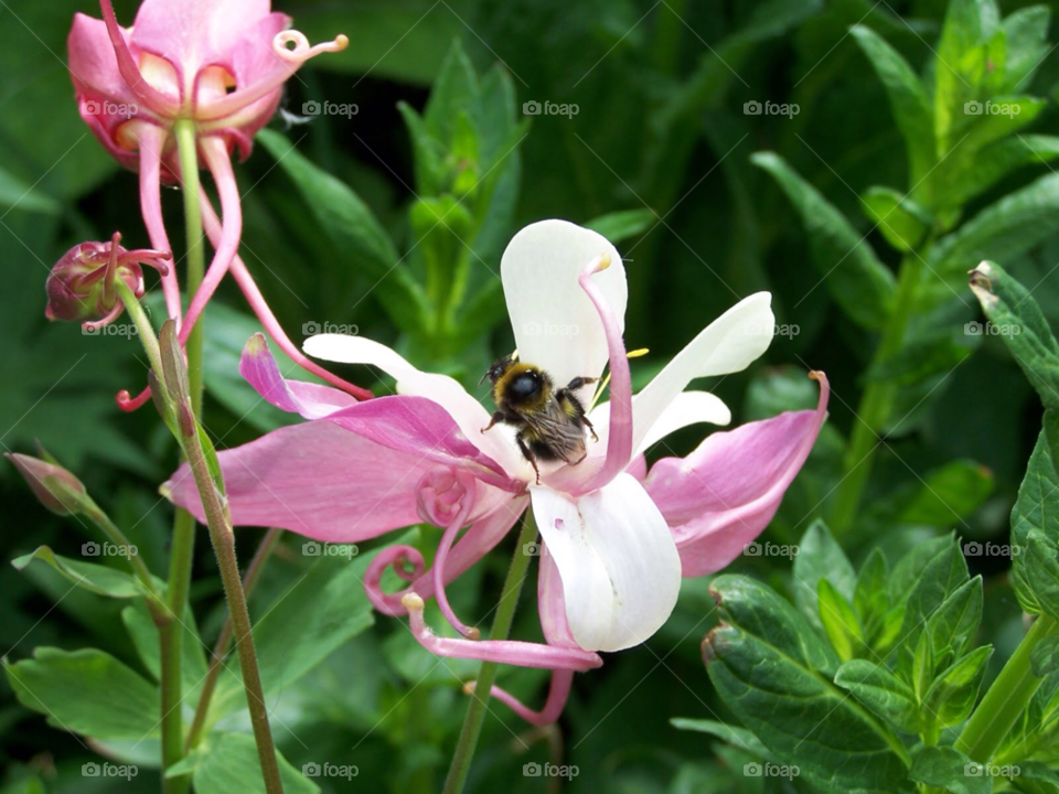 pink flower bee aquilegia by Ros