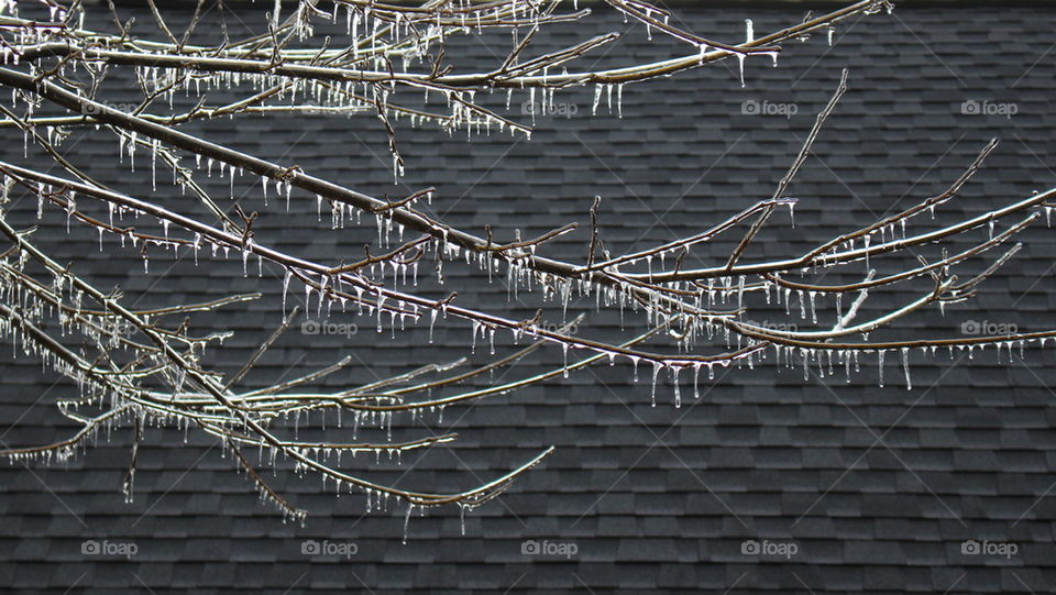 icicles on branches