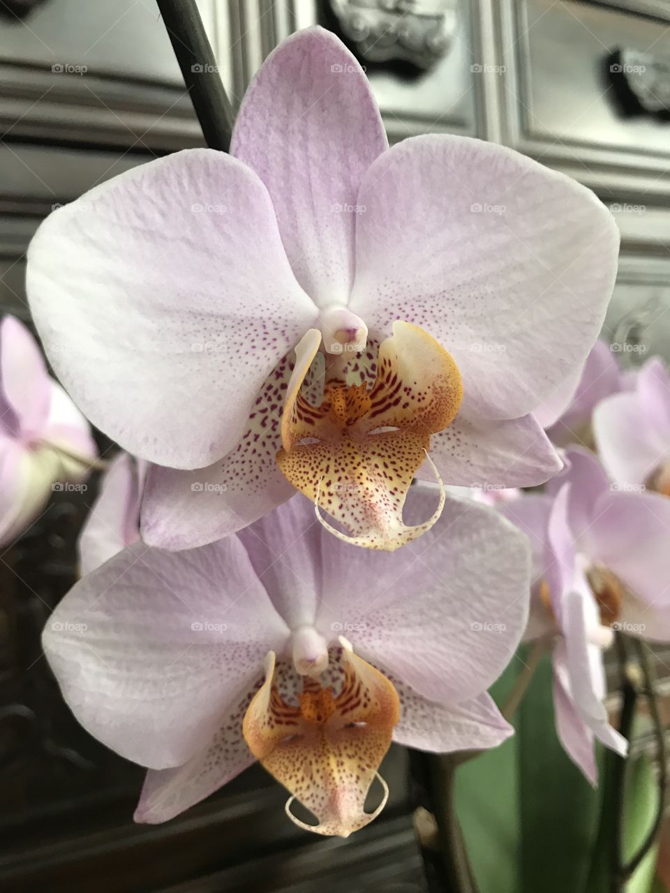 My blooming orchids 