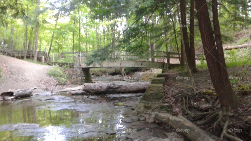 A walk in the forest. Tinker ' s creek, Bedford Reservation, Walton Hills, Ohio
