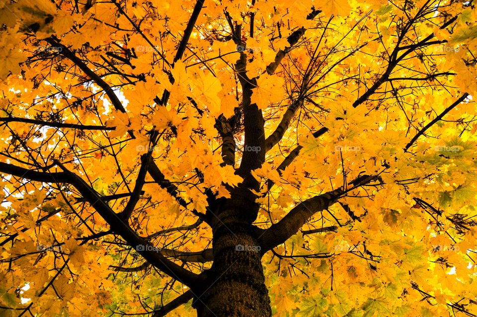 ...and the yellow leafs are here