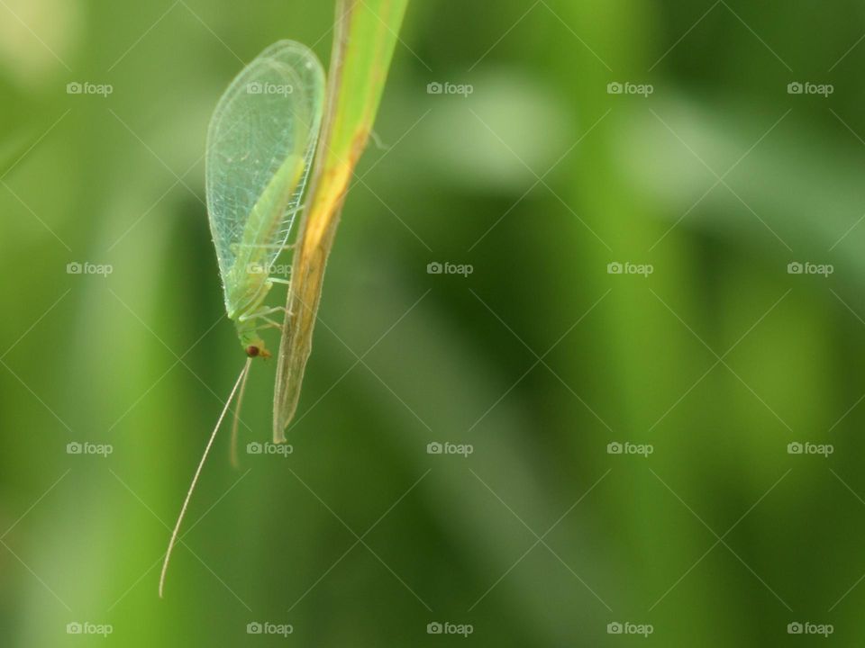 lacewing