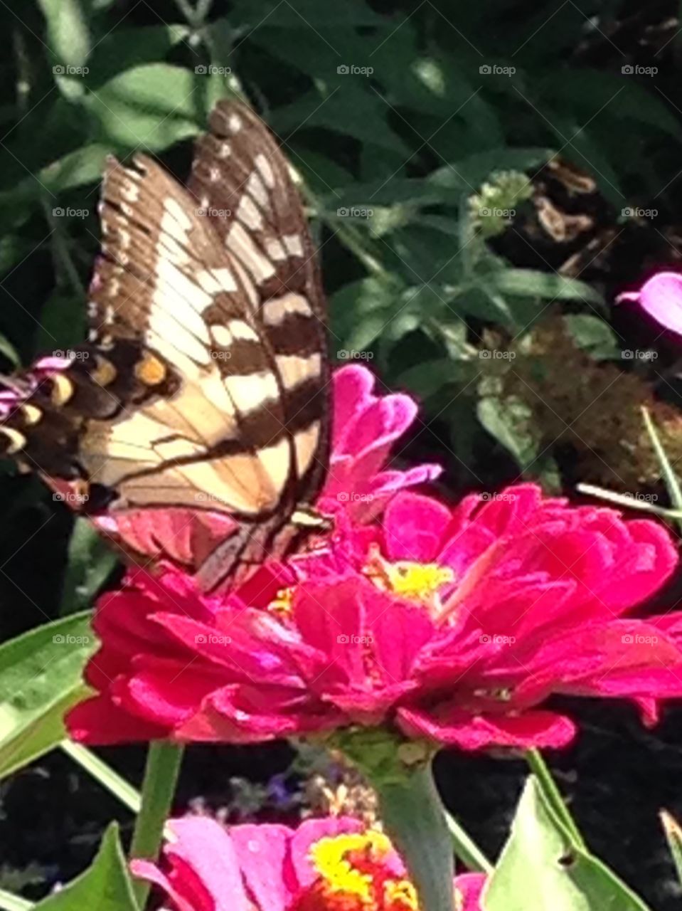 Love taking pictures of the flowers and butterflies! Looking forward to warm sunny days! 