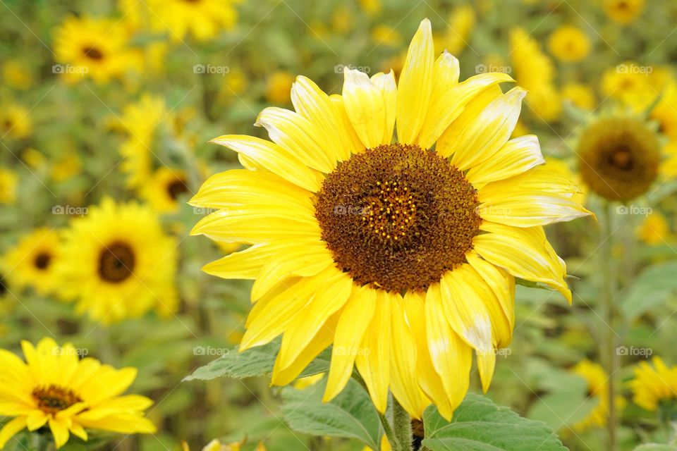 Brilliant Sunflowers 