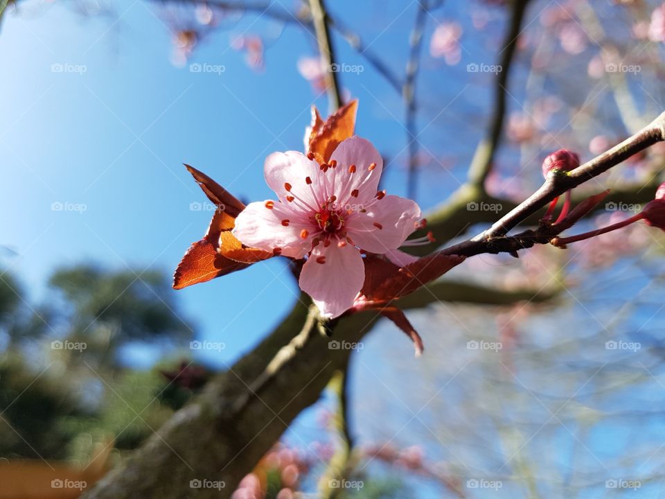 Beautiful english blossom tree no filter close up.