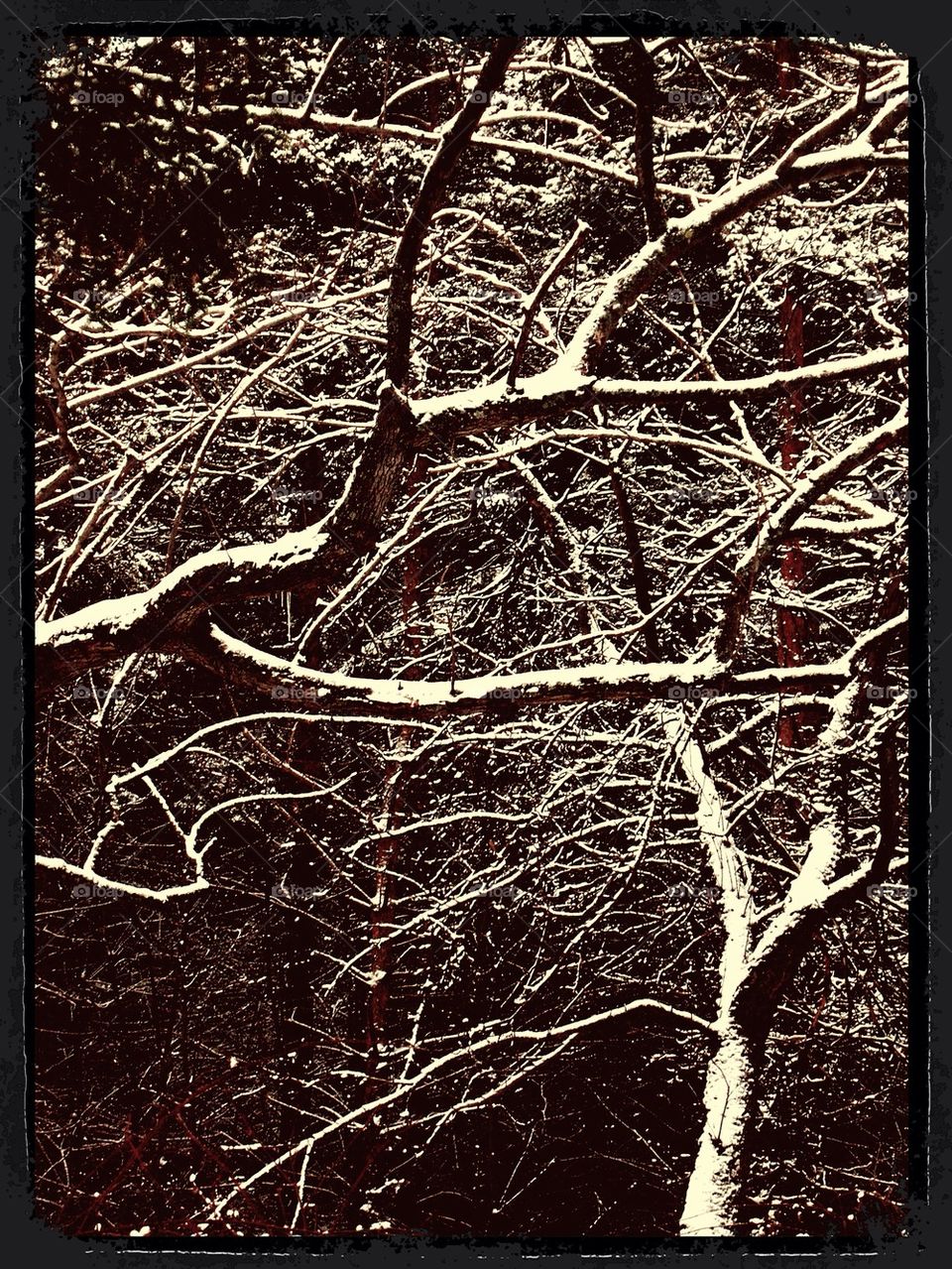 Snowy Branches