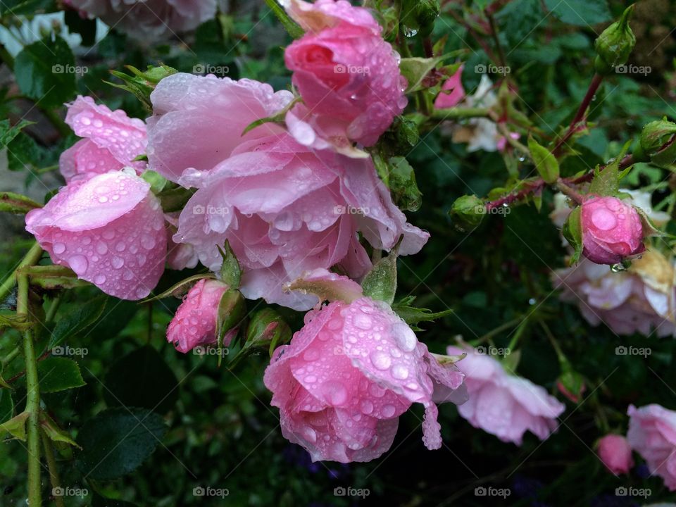 Roses after rain. Love the  water droplets!