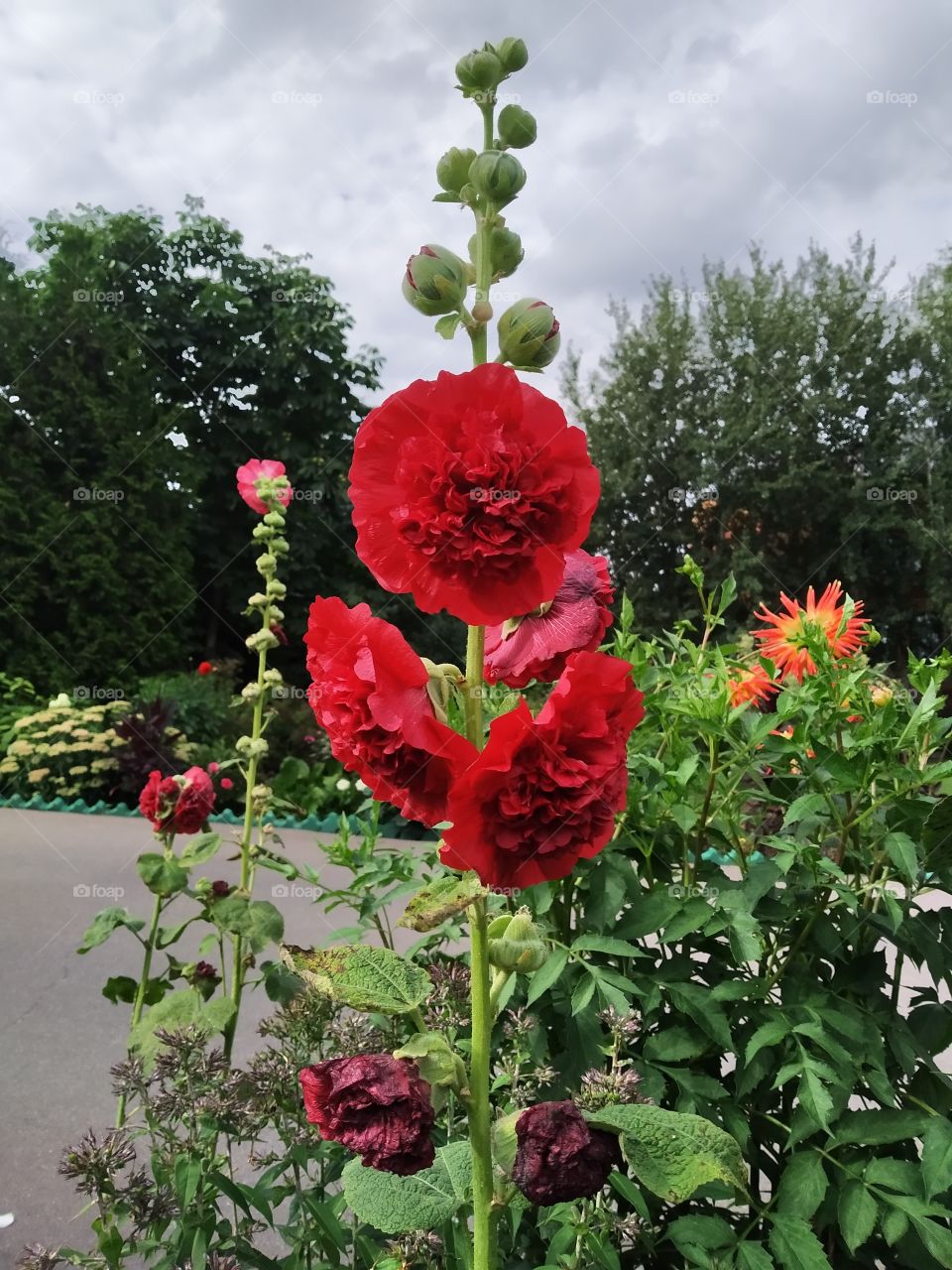 Beautiful red flower on the clombe.