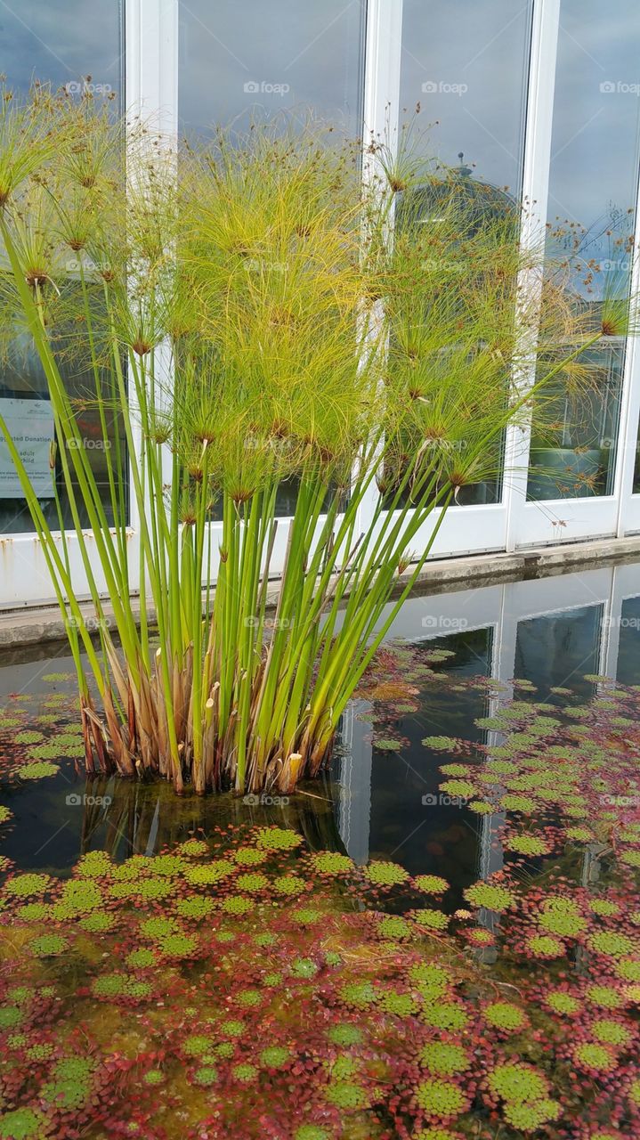 papyrus, green, pond, water, reflecting, reflection, glass windows, exotic, Summer, outdoors, colorful, Minnesota, day, daylights, joy, happinees, plants, unwinding, sweet dreams, colors, passion, St. Paul, Minnesota, MN,