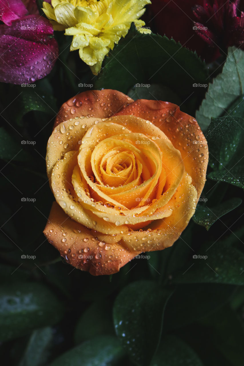 Orange Rose