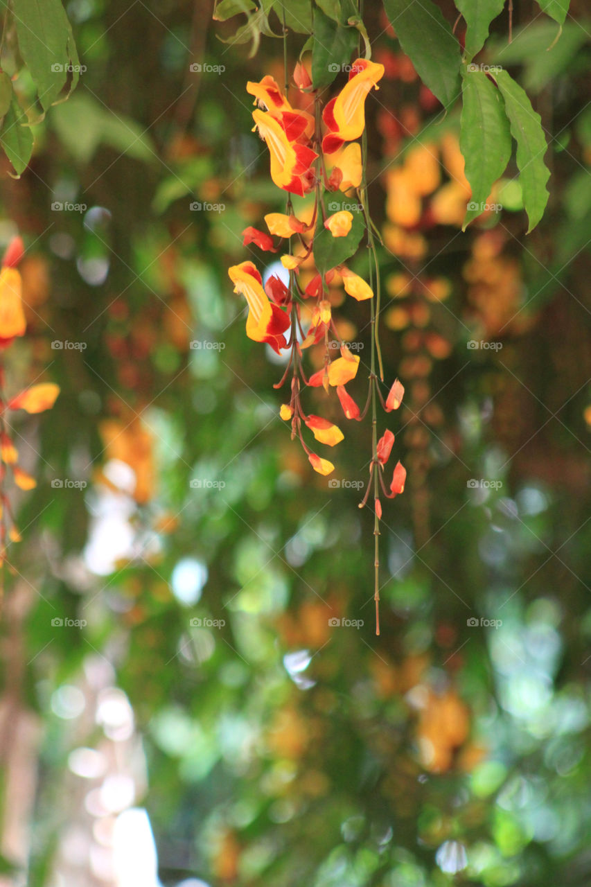 Hanging Flowers