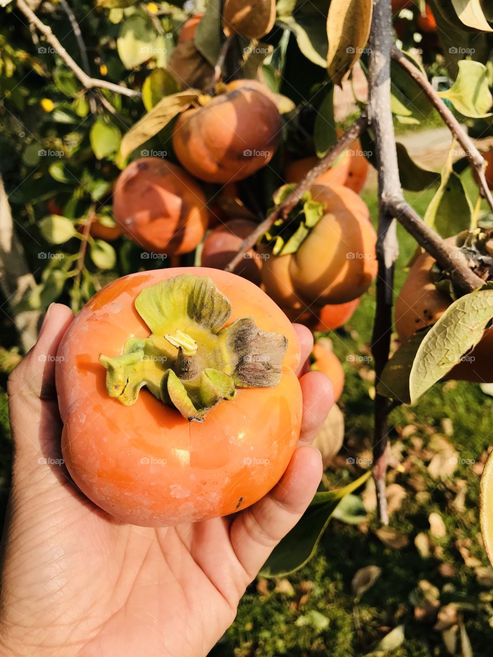 A taste of persimmon 