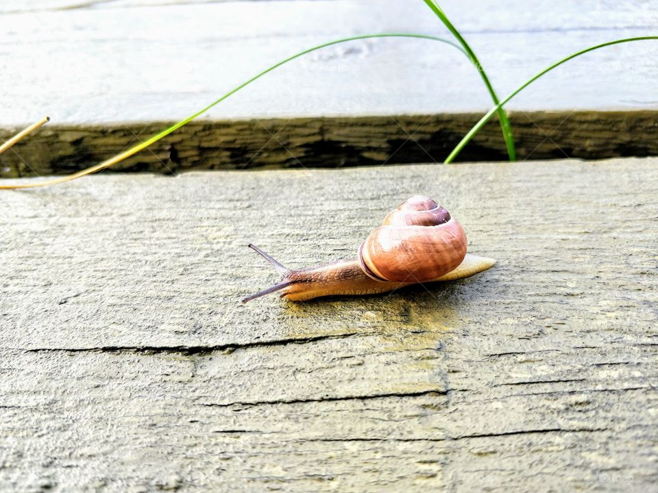 Snail on wood making it's way through life