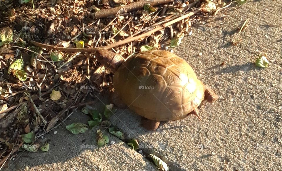 Brown turtle on the sidewalk with sunshine