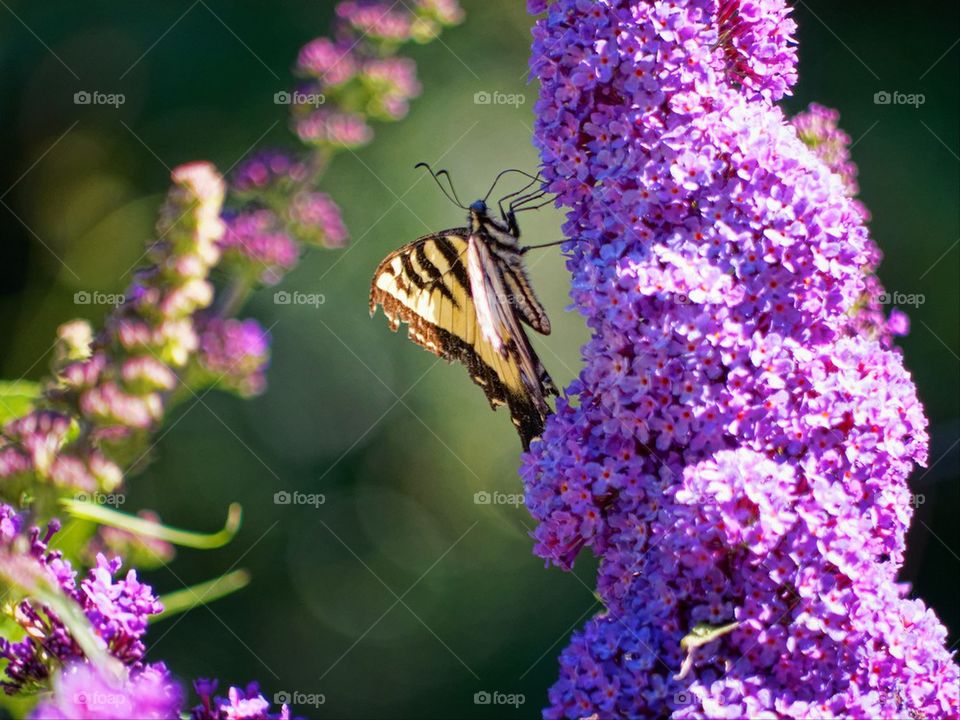 Lilac Butterfly