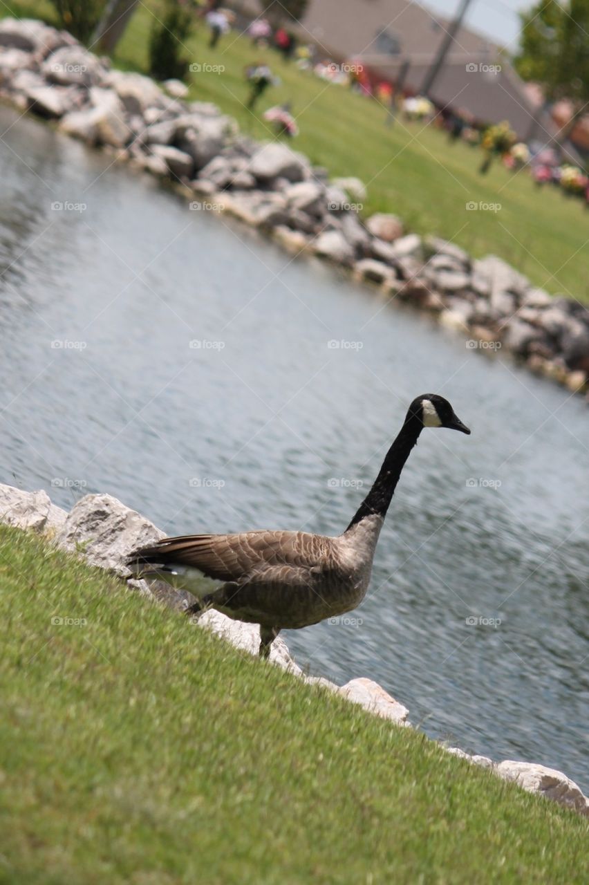 Goose on a Stroll