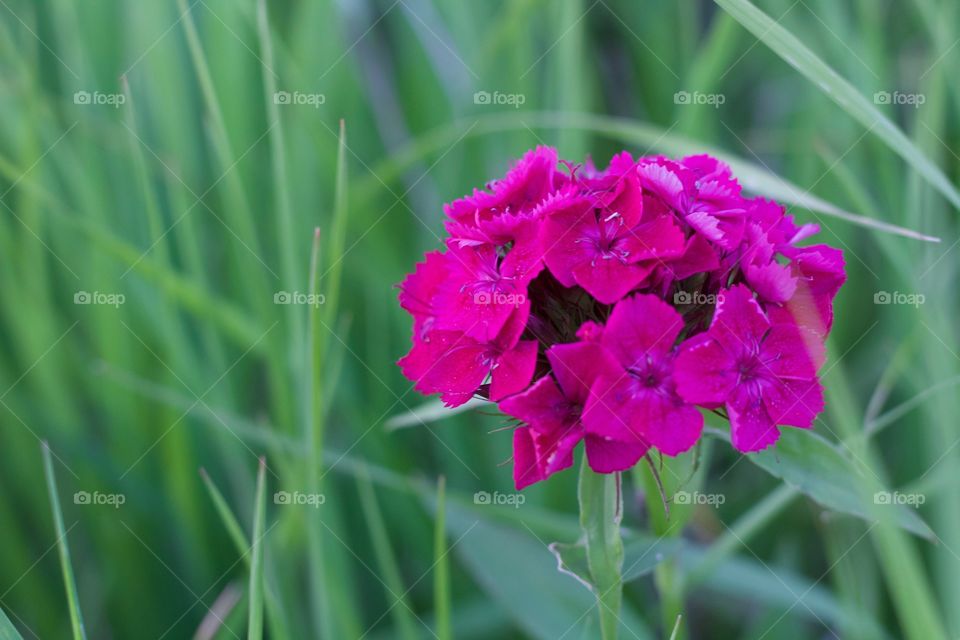 Summer Phlox 