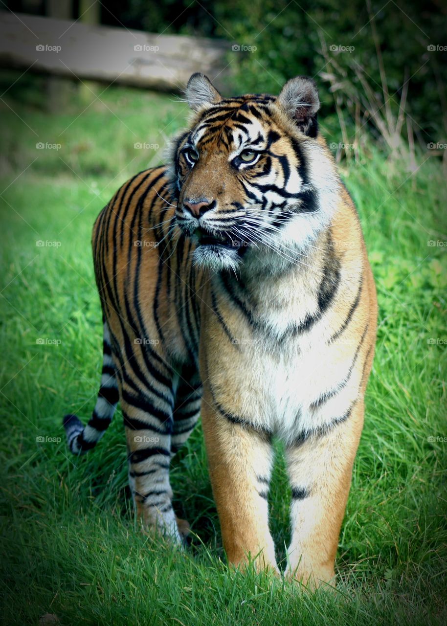 Animal, tiger, cat, predator, mammal, concentration, zoo