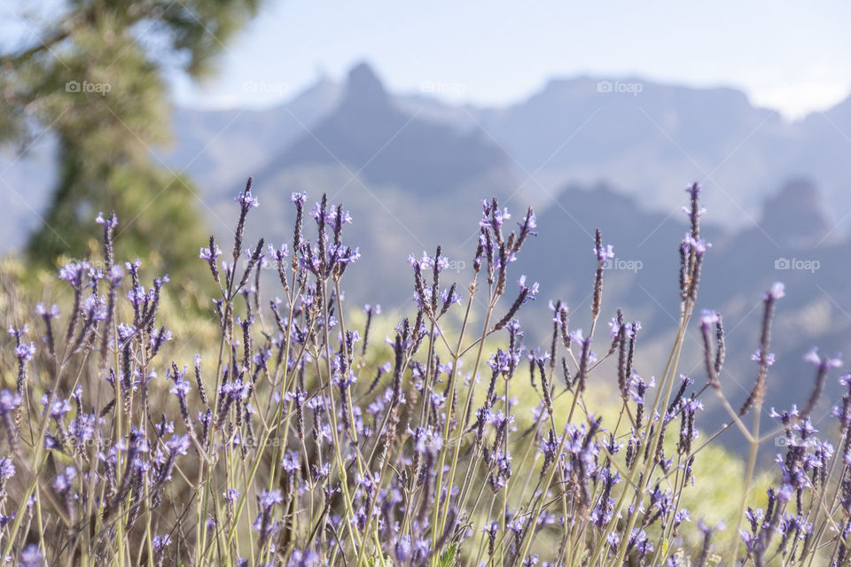 Spring in mountains. Gran Canaria, Canary Islands, Spain 