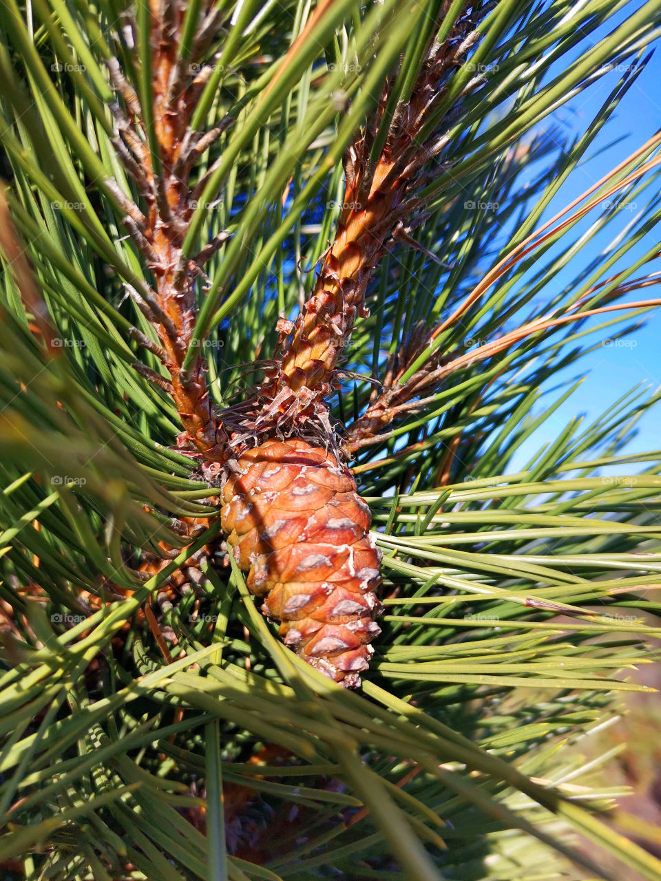 Pinecone