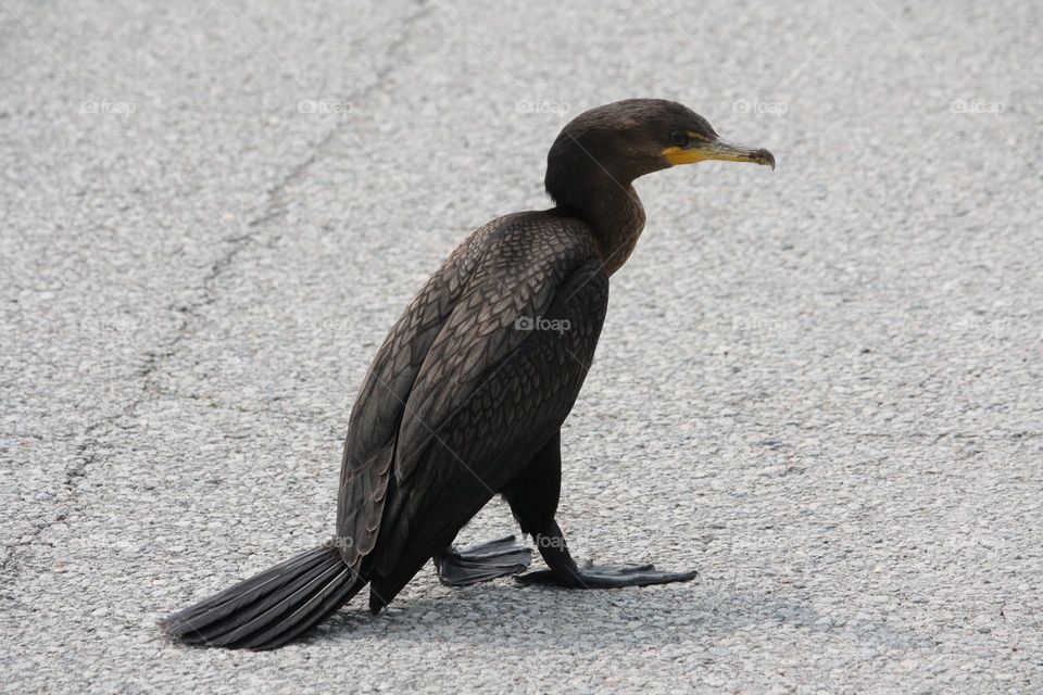 Cormorant walking on a road