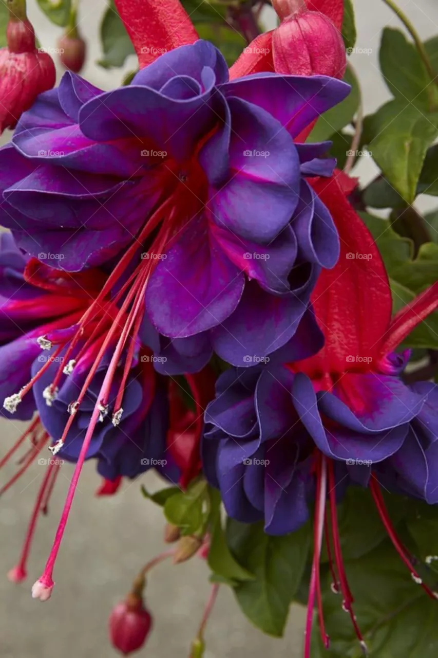 Beautiful flower