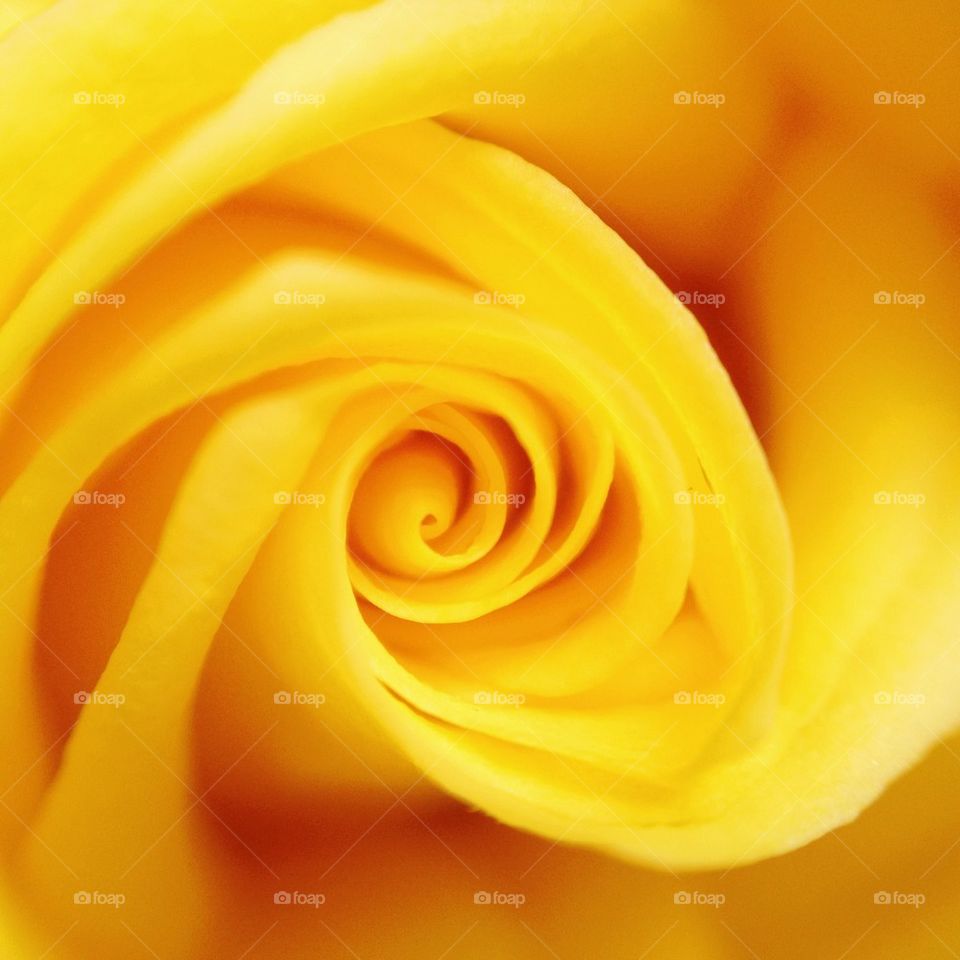 Yellow rose