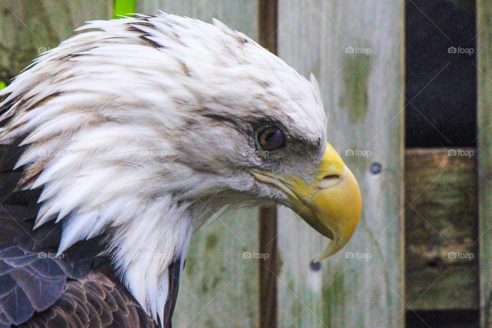 A bald eagle named spirit 