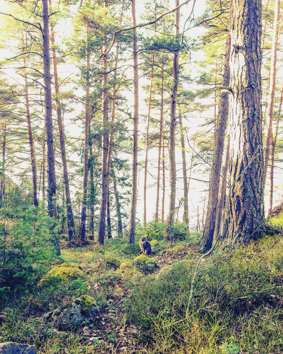 cat in forest