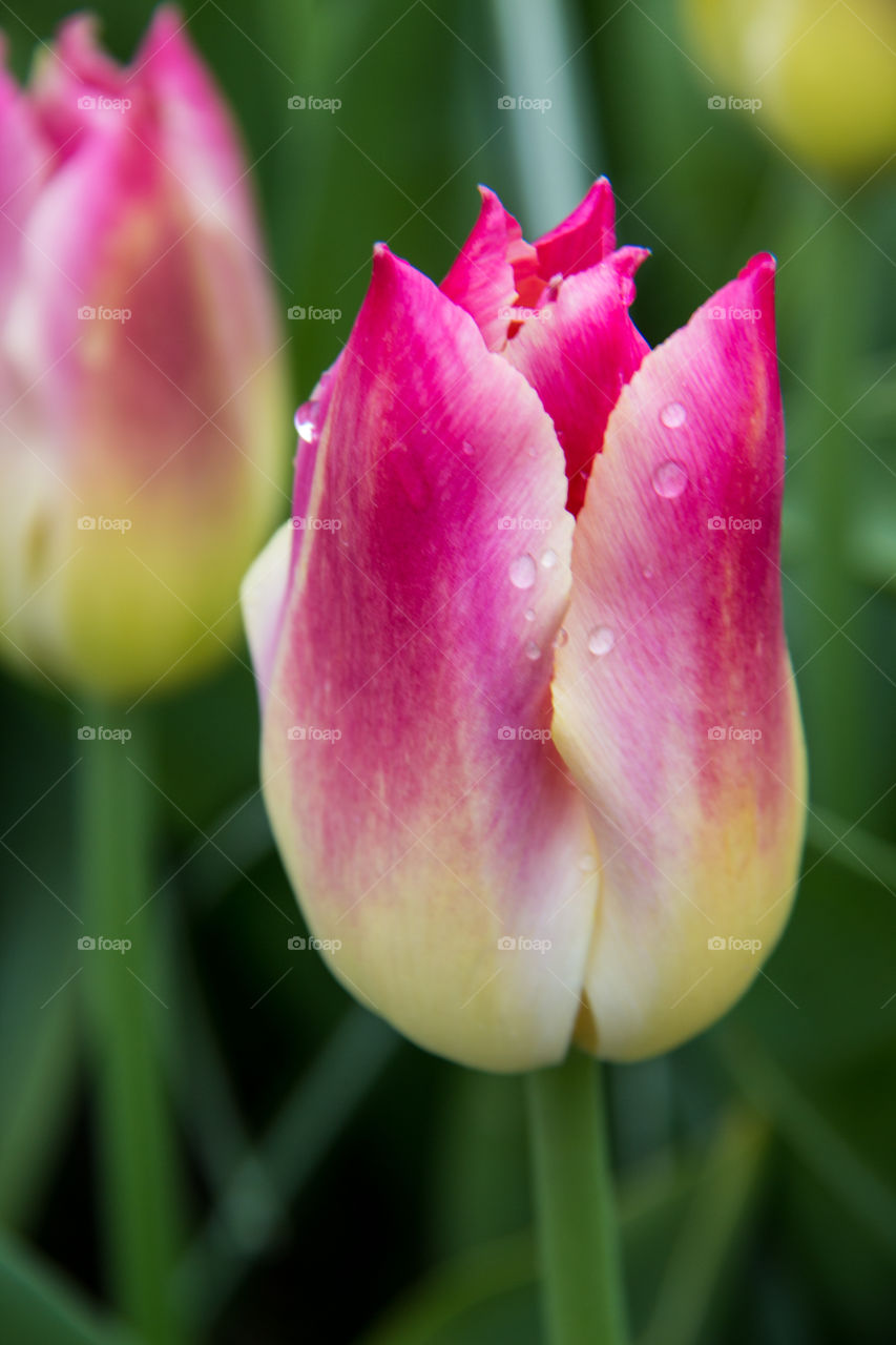 Water droplets on a Dutch tulip 