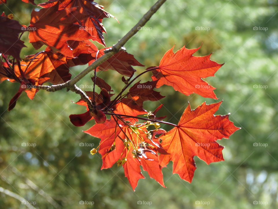 Colorful leaves