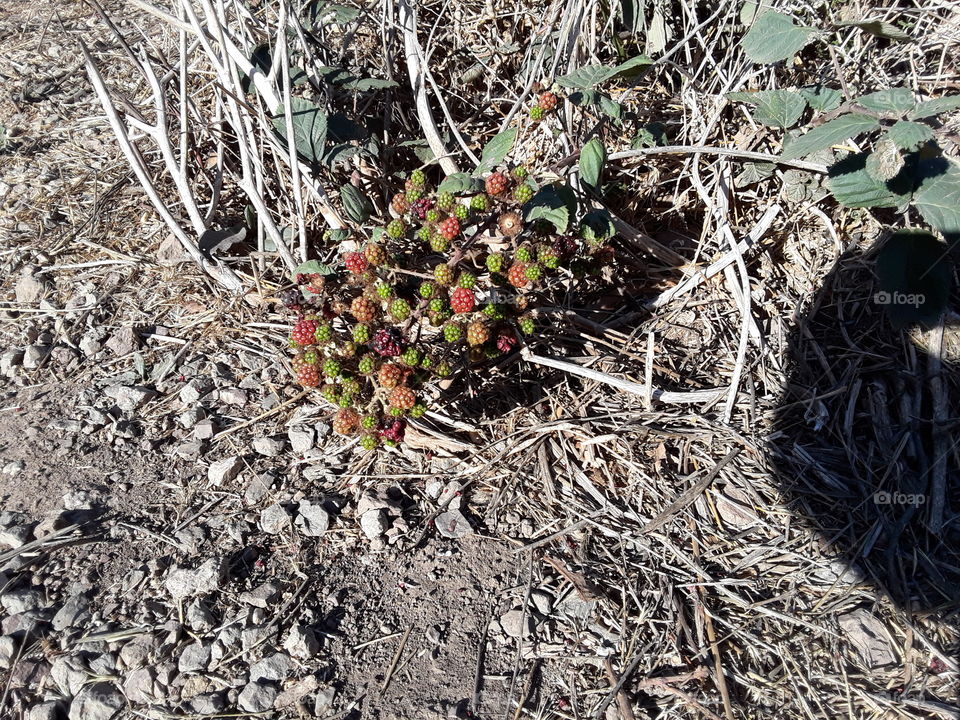 wild berries San Francisco California