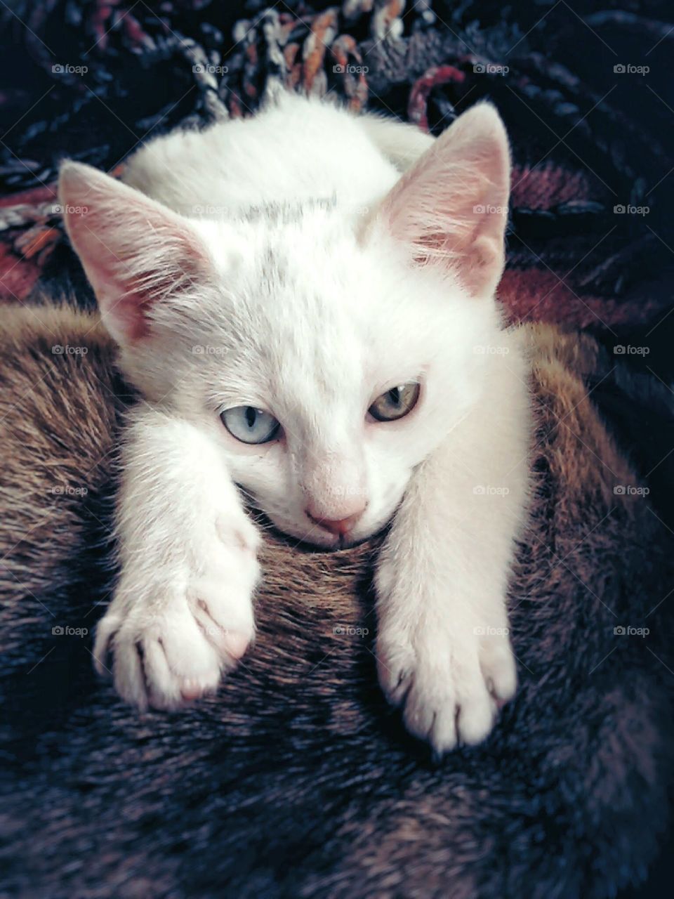 White cat with two colored eyes