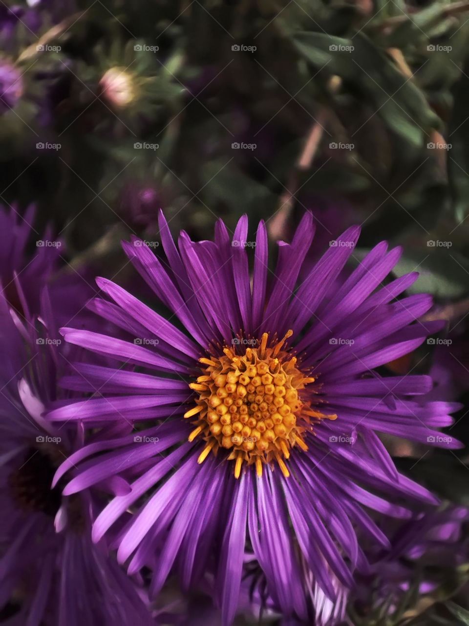 Macro photo of a flower growing in the garden