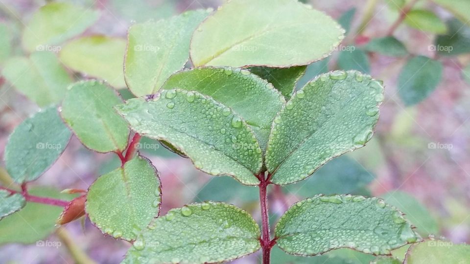 Refreshing dew drops on leaves