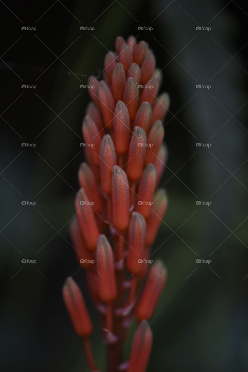 Aloe flower