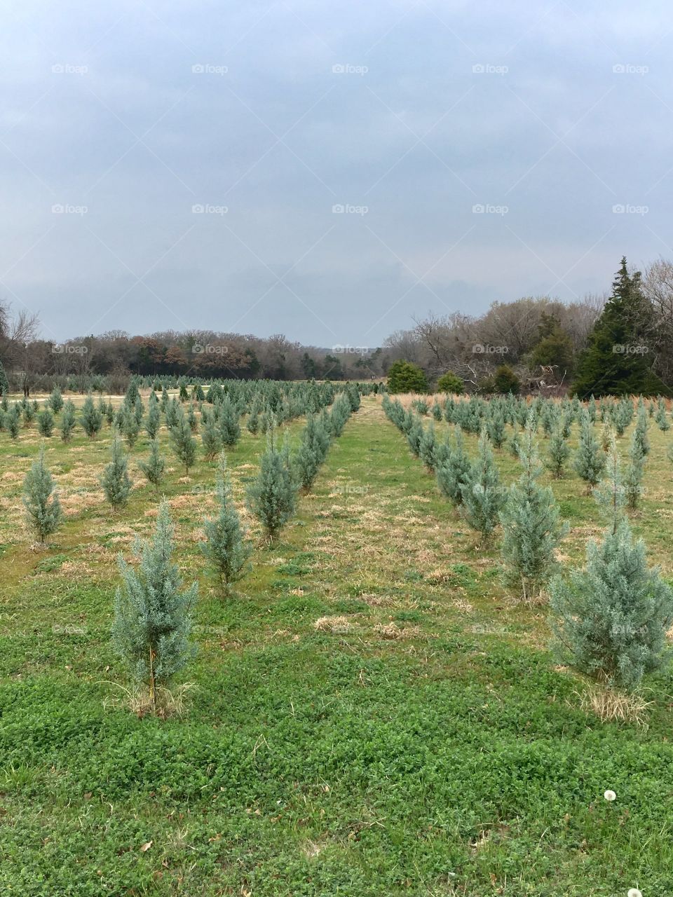 Christmas tree farm. 