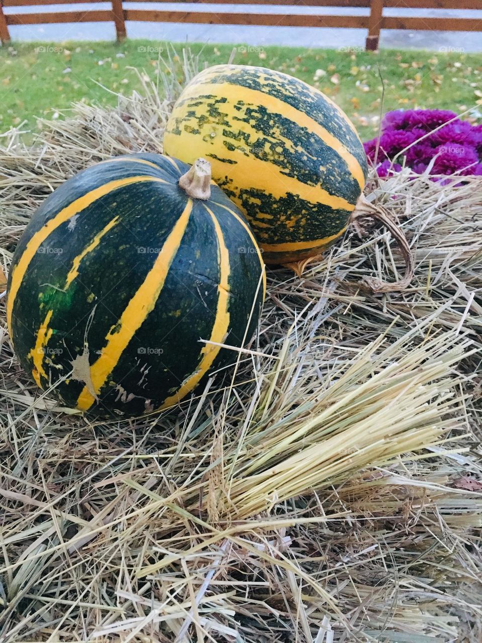 Pumpkins 