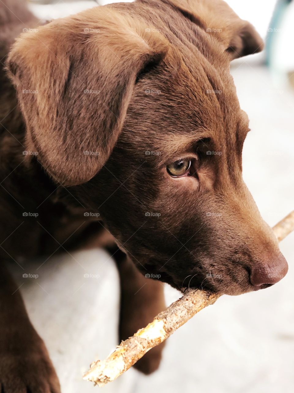 A Dog Named Morgan~One of his favorite puppy activities!🤎