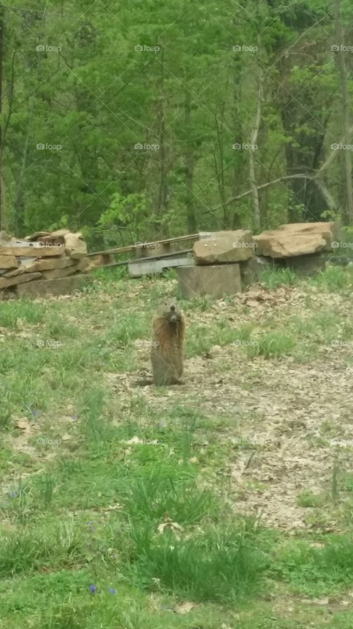 groundhog . caught me!