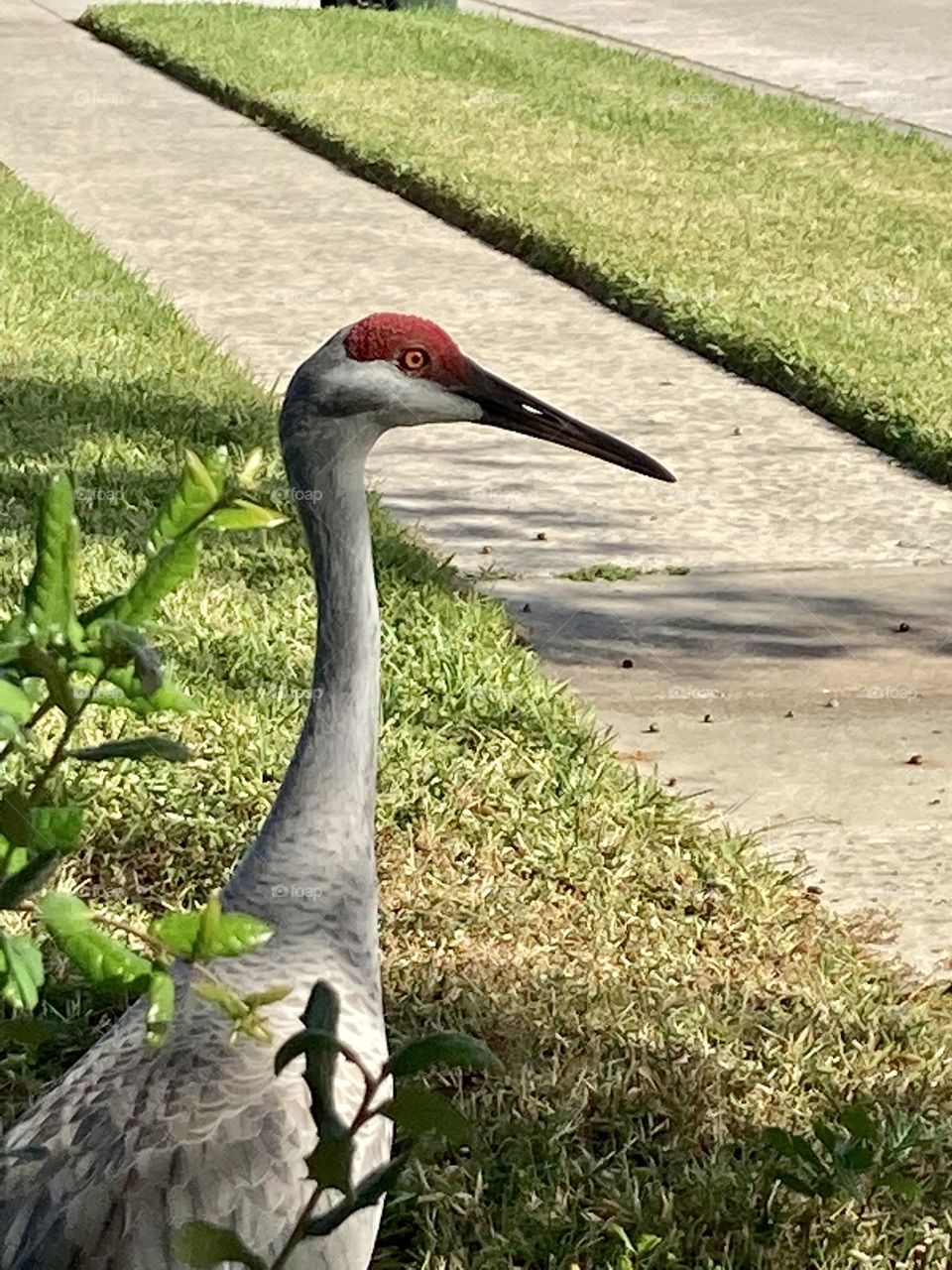 Sandhill crane