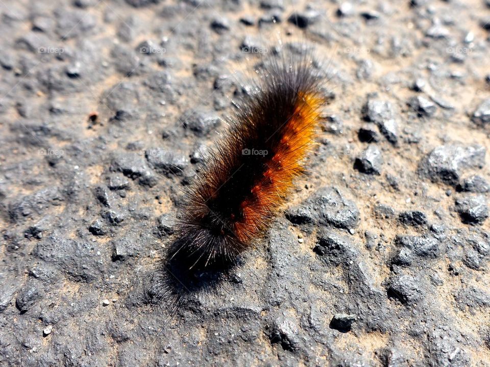 Fuzzy caterpillar 