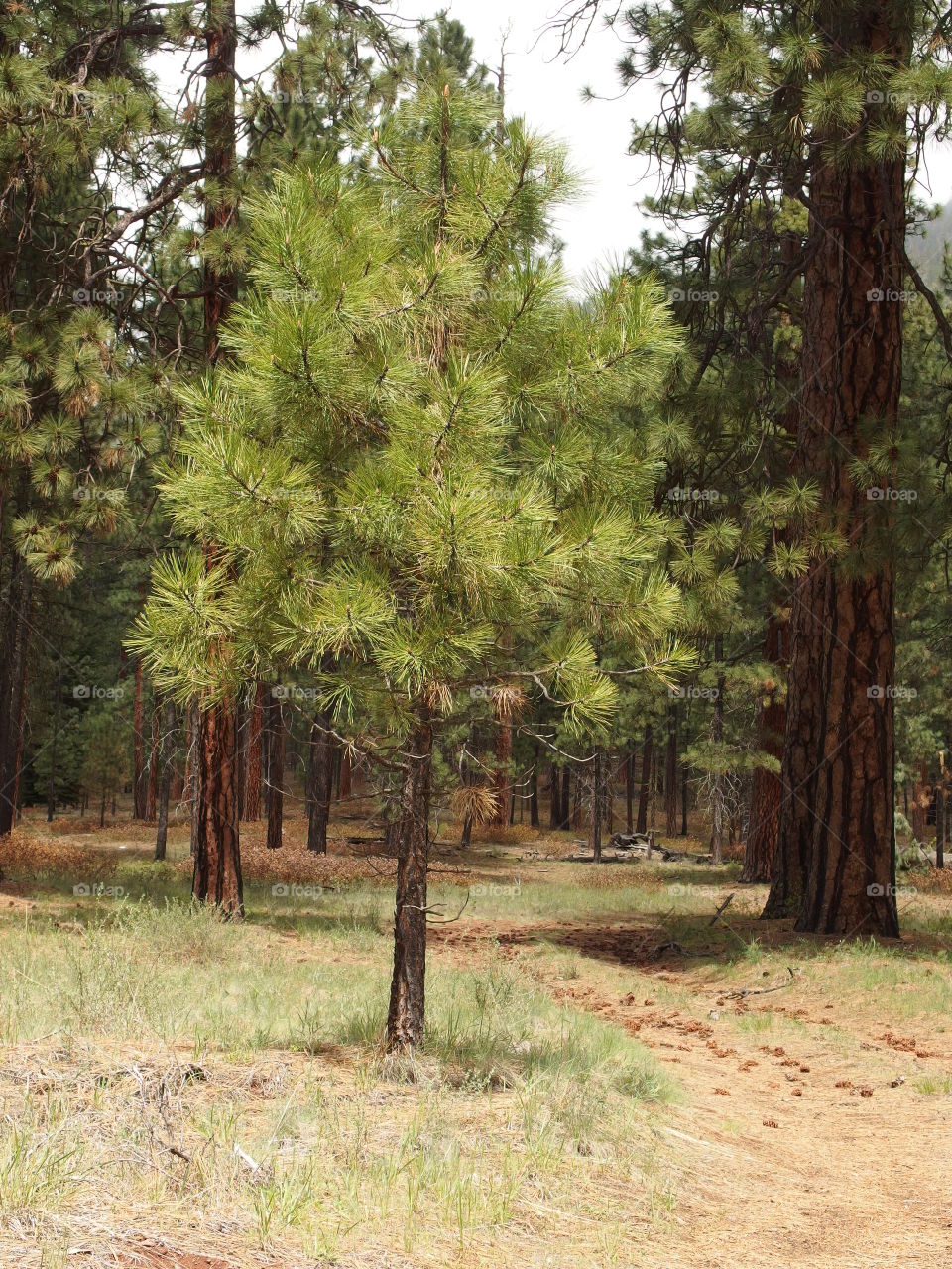 A newish pine tree amongst the towering beautiful ponderosa pine trees in the Deschutes National Forest amongst manzanita bushes on a winter day in Central Oregon. 