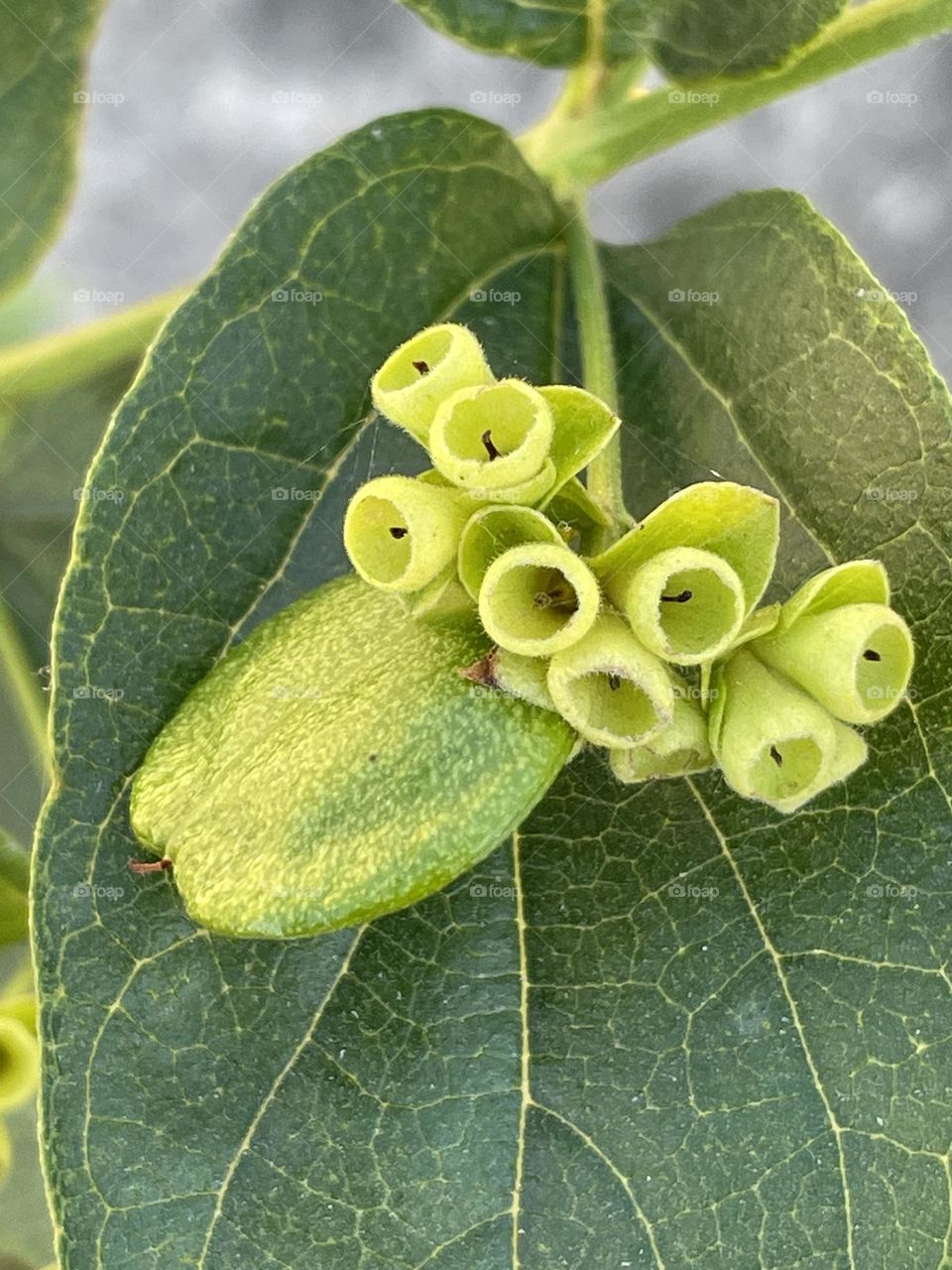 Sell your first photo on Foap