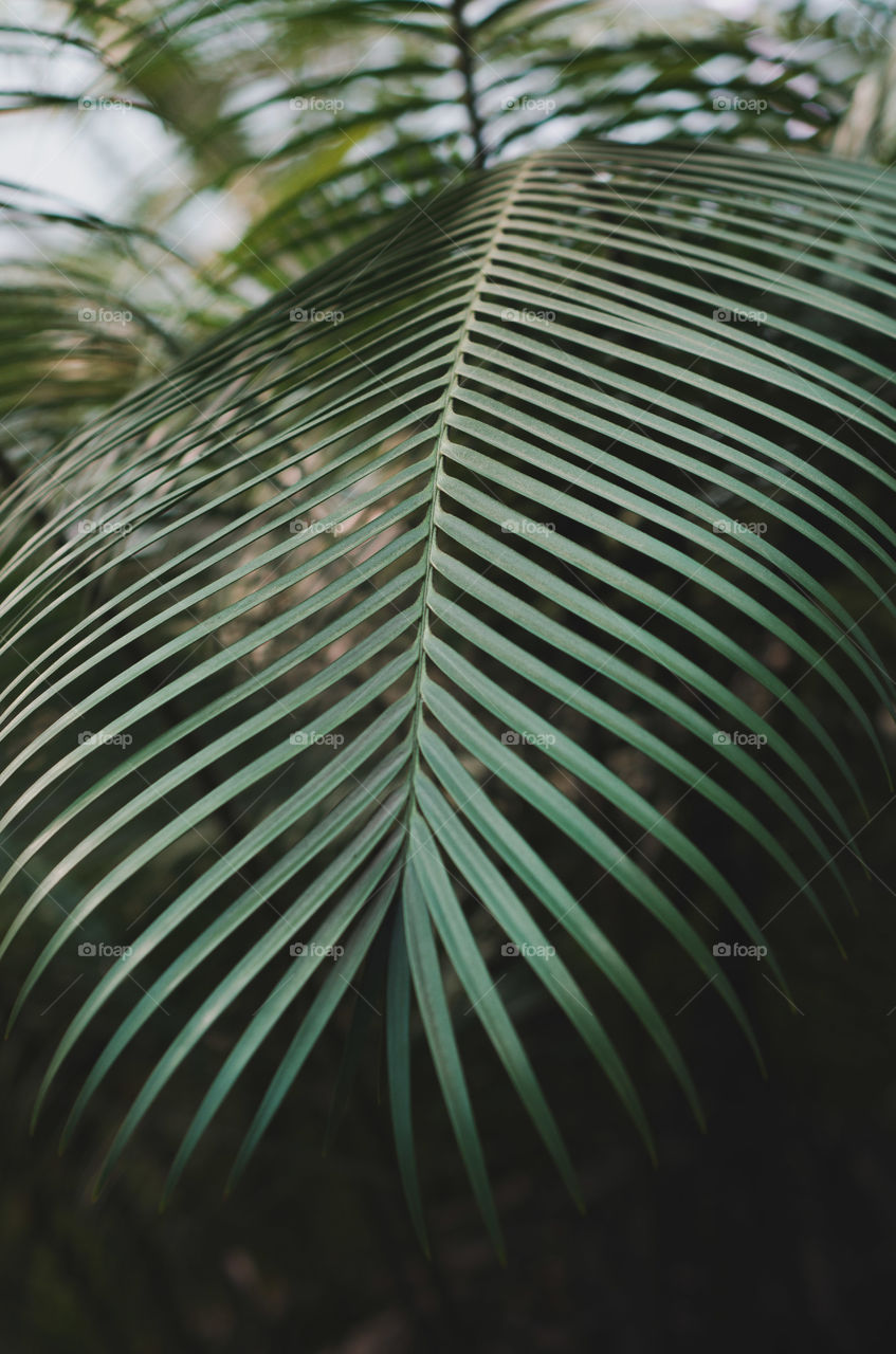 Palm leaf close-up. A poster of a botanical theme. Refined natural lines and shapes. Botanic garden, tropical plants. Muted tones.