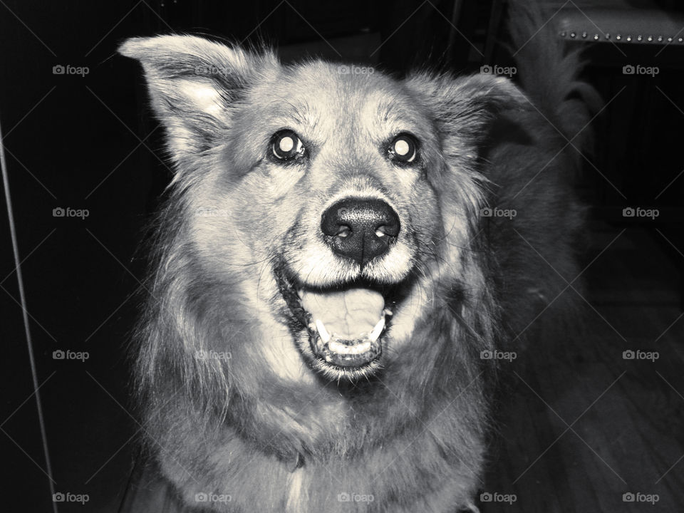 My Delightful Dog, Destiny